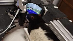 A magyar Doom patkányok visszatértek, és most már megtanultak lőni is