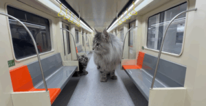 Két év után elkészült egy teljes metróállomás: macskáknak