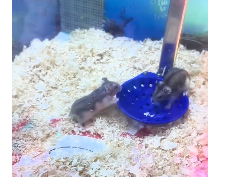 Élő hörcsögök és teknősök voltak egy kampós játékgépben