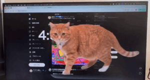Sokat lógsz a neten? Ez az óriási macska ezt nem engedi!